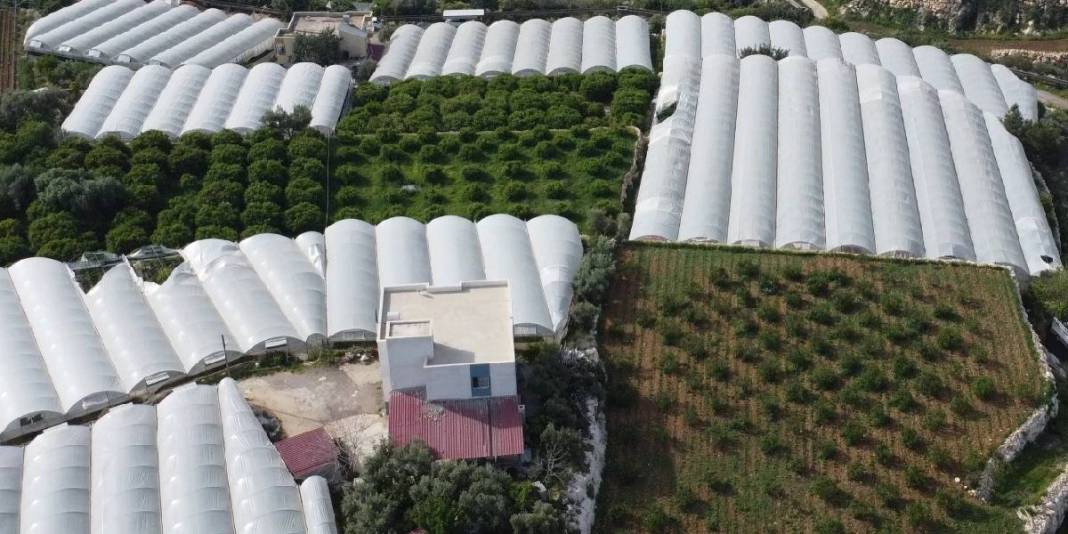 İşçiliği az, getirisi iyi! ‘Siyah inci’ hasadı başladı, kilosu 250 TL 3